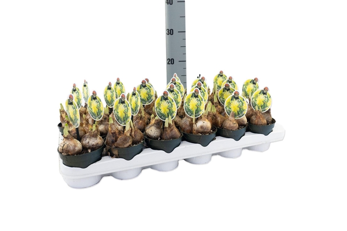 <h4>Narcissus DU 'Rip van Wink'</h4>