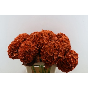 Hydr Kbh Oranje Stem