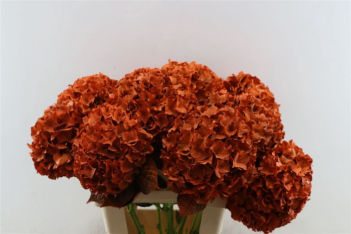 <h4>Hydr Kbh Oranje Stem</h4>