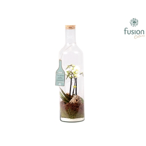 Green Bottle fles Jumbo met Phalaenopsis D17 H62