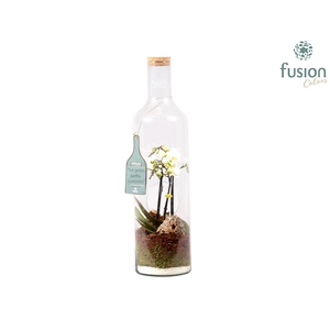 Green Bottle fles Jumbo met Phalaenopsis D17 H62
