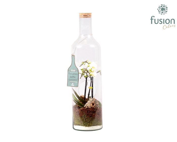 <h4>Green Bottle fles Jumbo met Phalaenopsis D17 H62</h4>