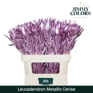 Leucadendron gekleurd Mtlc. Cerise