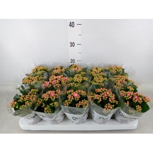Kalanchoe  'MoreFlow Lillian'
