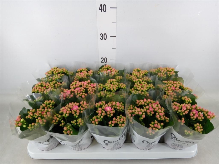 <h4>Kalanchoe  'MoreFlow Lillian'</h4>