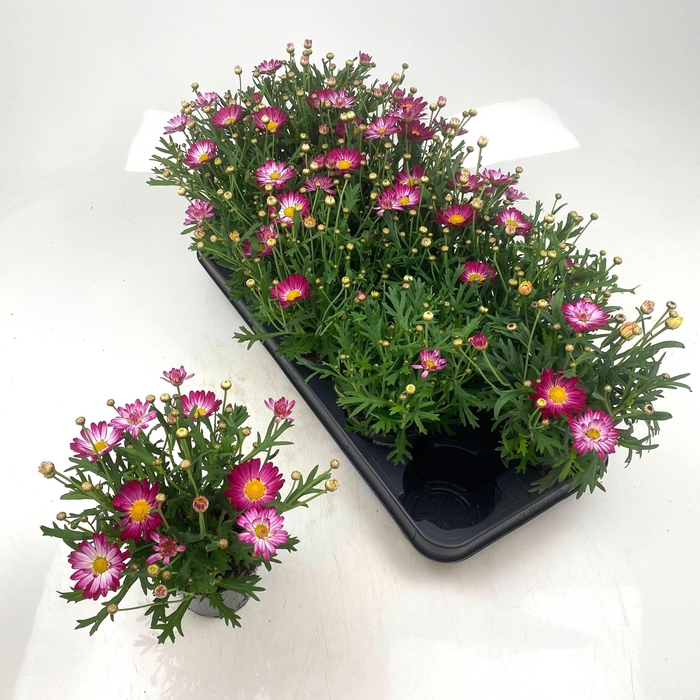 <h4>ARG LA RITA GEM</h4>