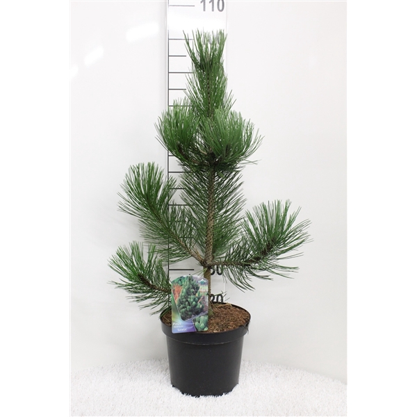 <h4>Pinus heldreichii 'Satellit' P26 potgekweekt</h4>