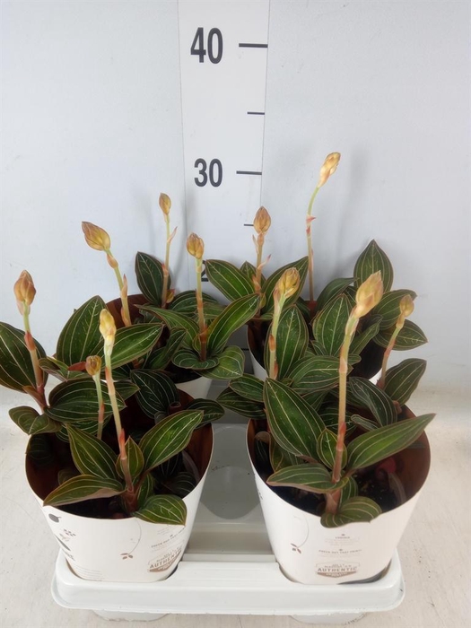 <h4>Ludisia discolor</h4>