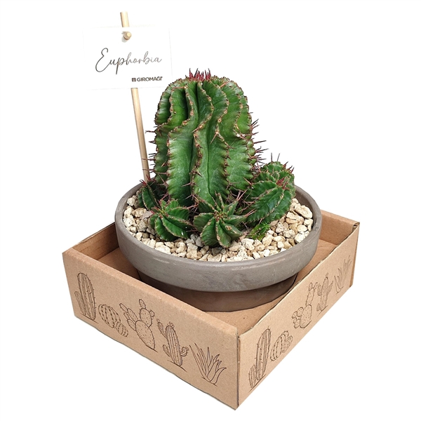 <h4>EUPHORBIA HORRIDA - BASALT BOWL Ø 15 (SUCCULENTEN)</h4>