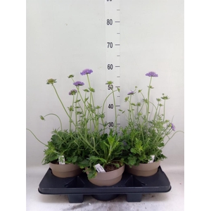 Scabiosa japonica