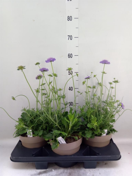 <h4>Scabiosa japonica</h4>