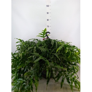 Microsorum diversifolium