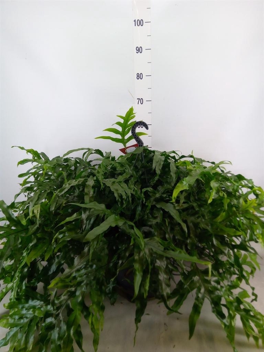 <h4>Microsorum diversifolium</h4>