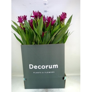 Curcuma   ...