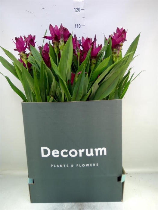 <h4>Curcuma   ...</h4>