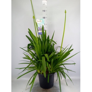 Agapanthus  'Big Blue'