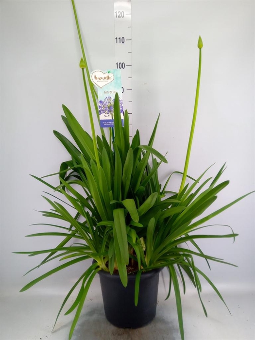 <h4>Agapanthus  'Big Blue'</h4>