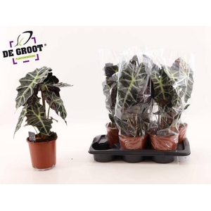 Alocasia Polly 17Ø 55cm 2pp