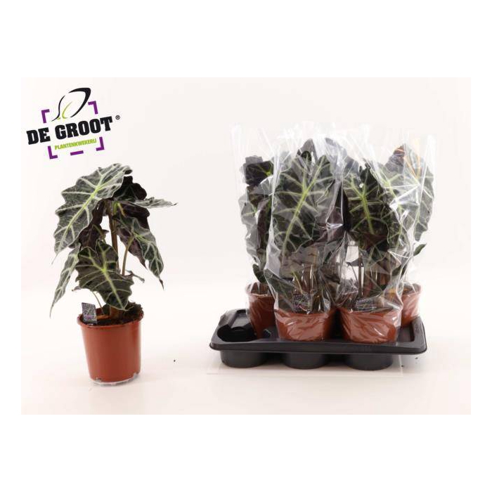 <h4>Alocasia Polly 17Ø 55cm 2pp</h4>