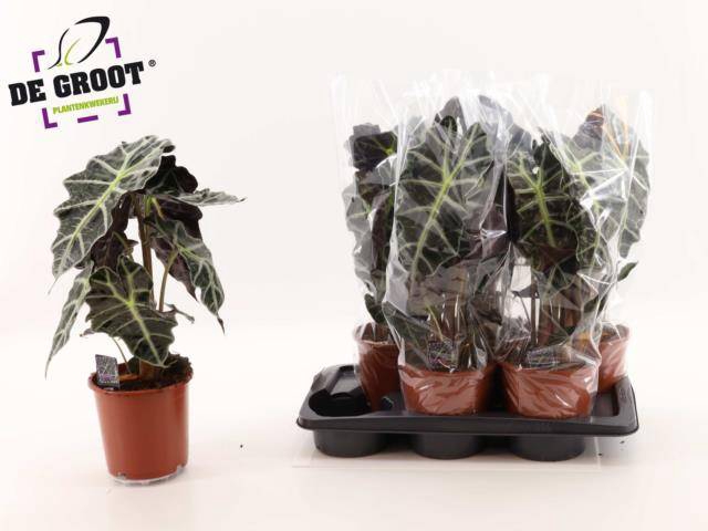 Alocasia Polly 17Ø 55cm 2pp
