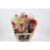 AMARYLLIS BOEKET GEM 4 STELEN