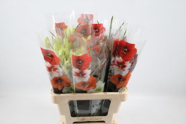 AMARYLLIS BOEKET GEM 4 STELEN
