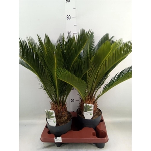 Cycas revoluta