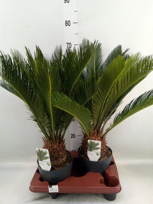 <h4>Cycas revoluta</h4>