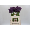 Allium Jackpot