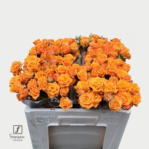 R TR ORANGE QUEEN