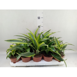 Dracaena   ...mix