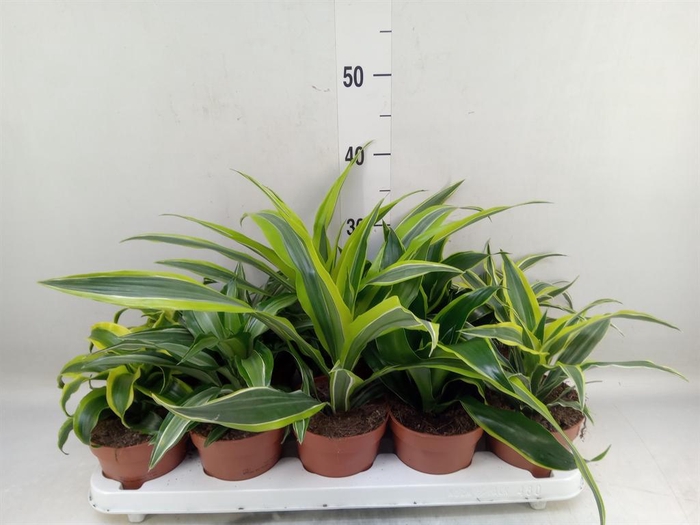 <h4>Dracaena   ...mix</h4>