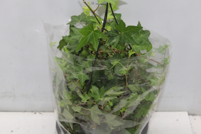 <h4>HEDERA VERDE C21</h4>
