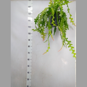 Epiphyllum anguliger