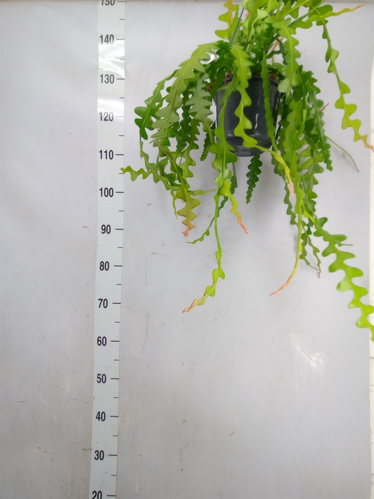 <h4>Epiphyllum anguliger</h4>