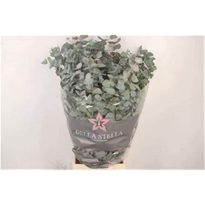 Euca Cinerea Per Bunch 400 Gram S U