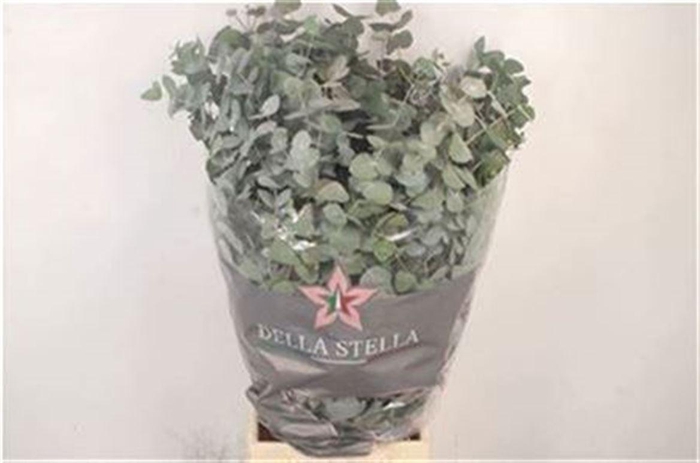 <h4>Euca Cinerea Per Bunch 400 Gram S U</h4>