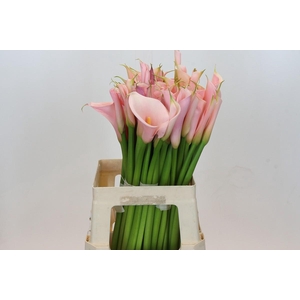 Zantedeschia Eydolls Salmon