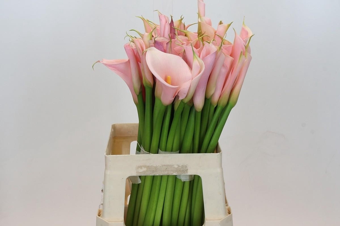 <h4>Zantedeschia Eydolls Salmon</h4>