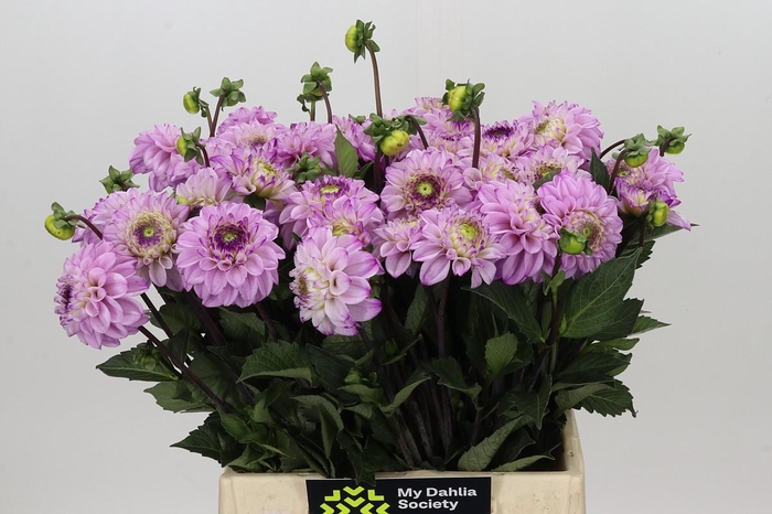 <h4>Dahlia Genova</h4>