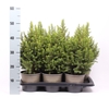 Picea glauca Conica