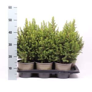 Picea glauca Conica