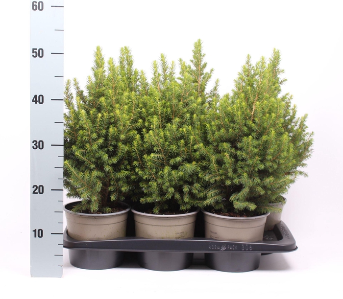 <h4>Picea glauca Conica</h4>