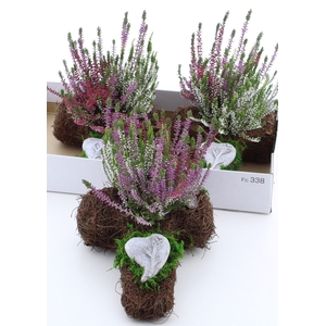 ARR TUINPLANTEN