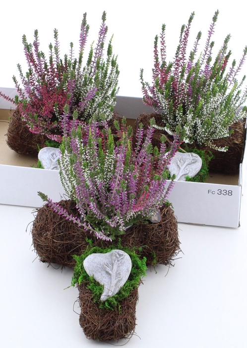 <h4>ARR TUINPLANTEN</h4>