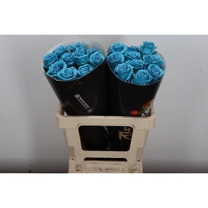 R Ov Wx Turquoise W17