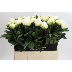 Paeonia Madame Claude Tain