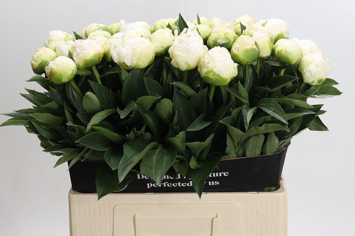 <h4>Paeonia Madame Claude Tain</h4>