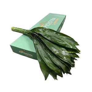 ASPIDISTRA 70CM