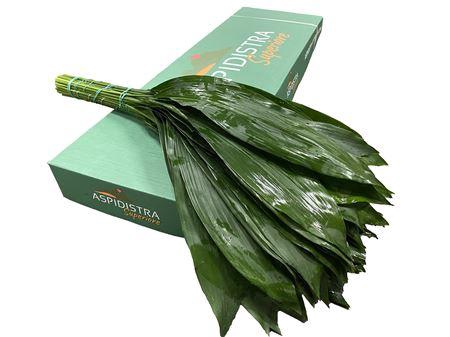 <h4>ASPIDISTRA 70CM</h4>